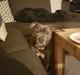 Staffordshire bull terrier Max 