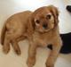 Cavalier king charles spaniel Chili