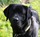 Labrador retriever Juelsgaard's Cheddar - Kanto