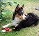 Australian shepherd Zion Himmelhund