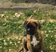 Boxer Buster baby
