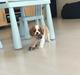 Cavalier king charles spaniel Arthur