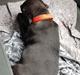 Labrador retriever Pinnmoors Perry Tequila