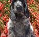 Cocker spaniel Ever