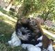 Shih tzu Otto