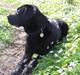 Labrador retriever BOSKO