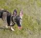 Whippet Kennel All Stars Felix (Dexter)