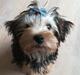 Yorkshire terrier Aria