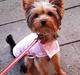 Yorkshire terrier Miss Jixy