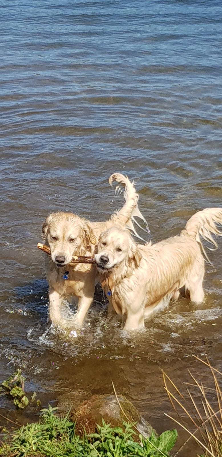 Golden retriever Pumba  billede 1