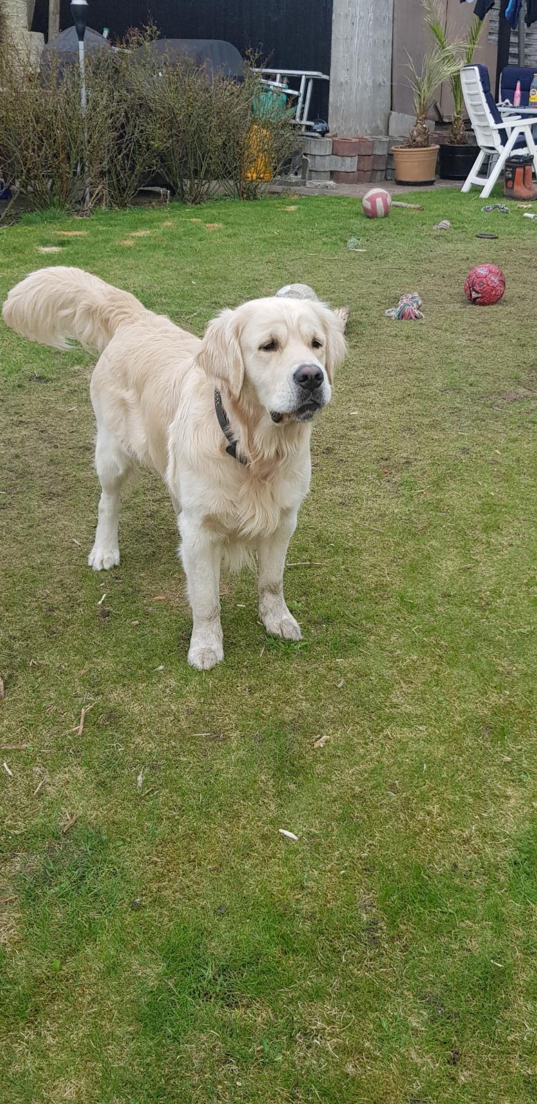 Golden retriever Pumba  billede 7