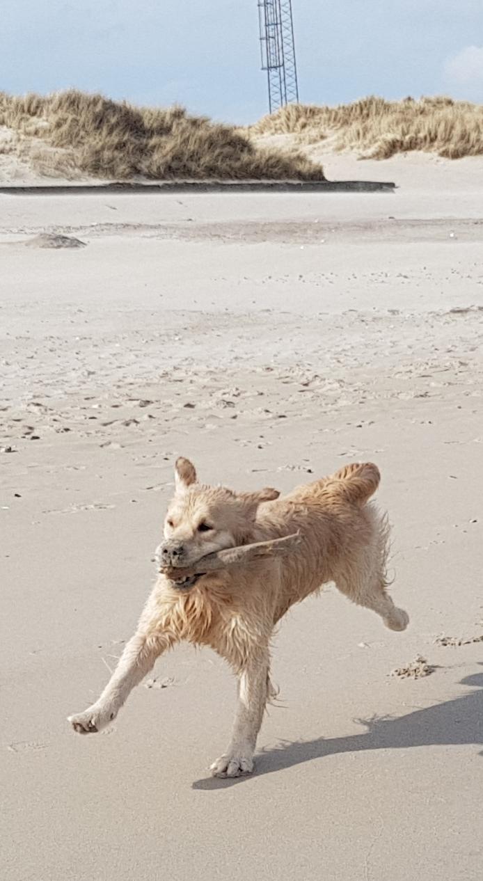 Golden retriever Pumba  billede 9