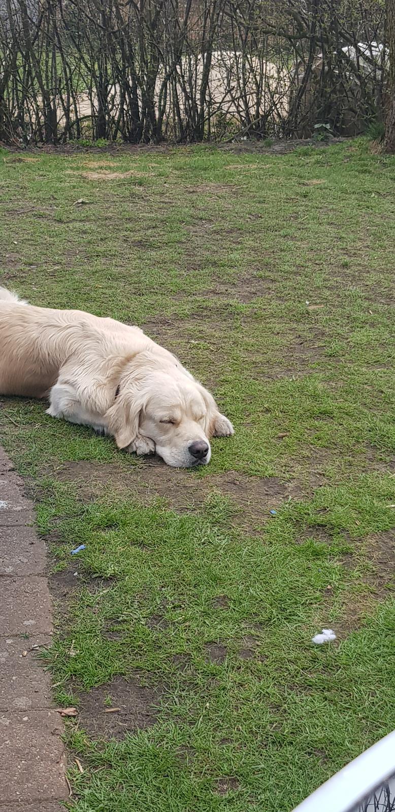 Golden retriever Pumba  billede 6