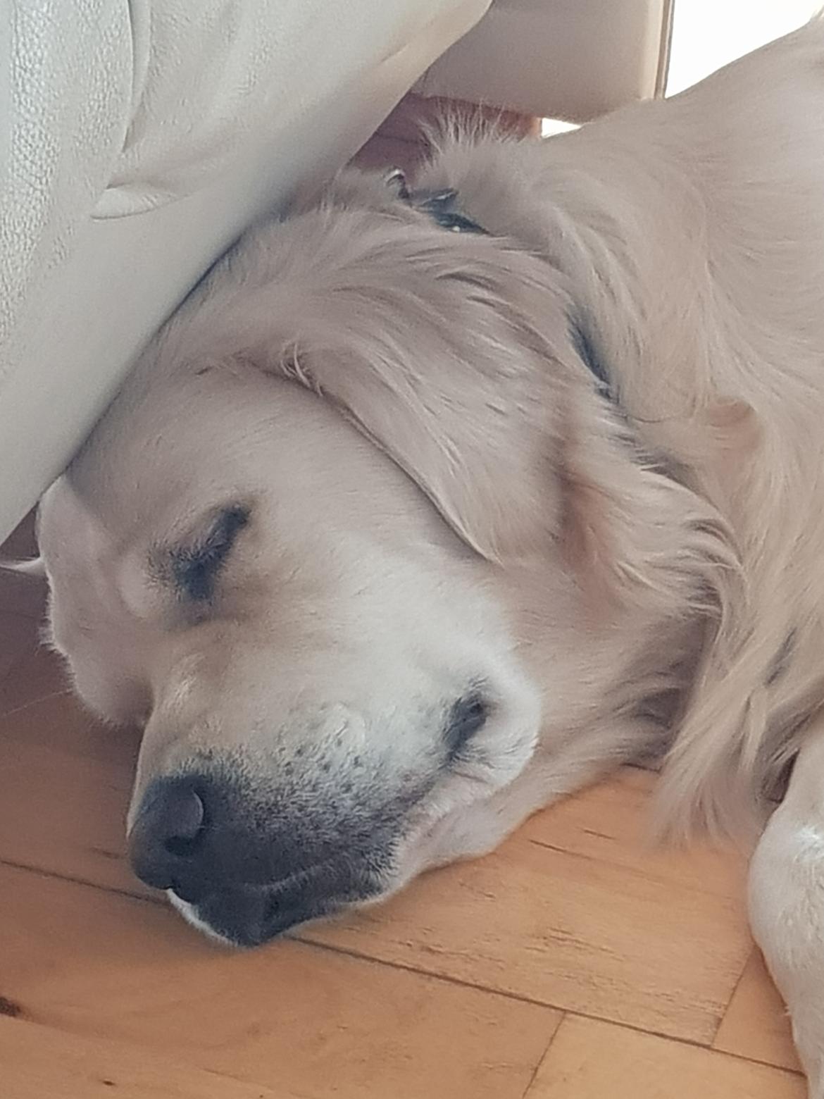 Golden retriever Pumba  billede 12