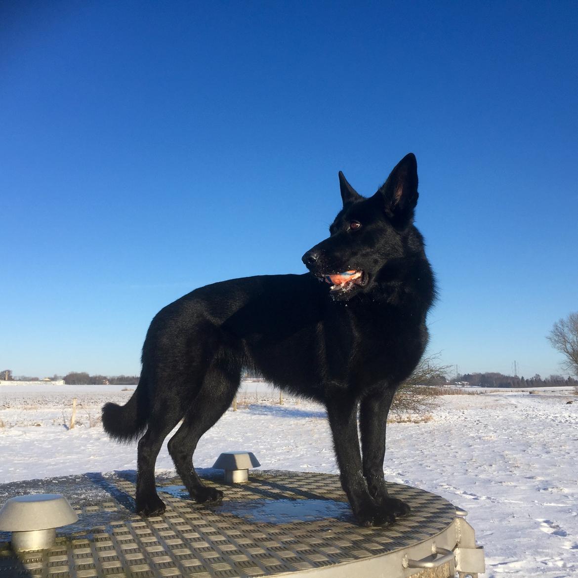 Schæferhund Nelly *AKA* Terroristen. billede 41