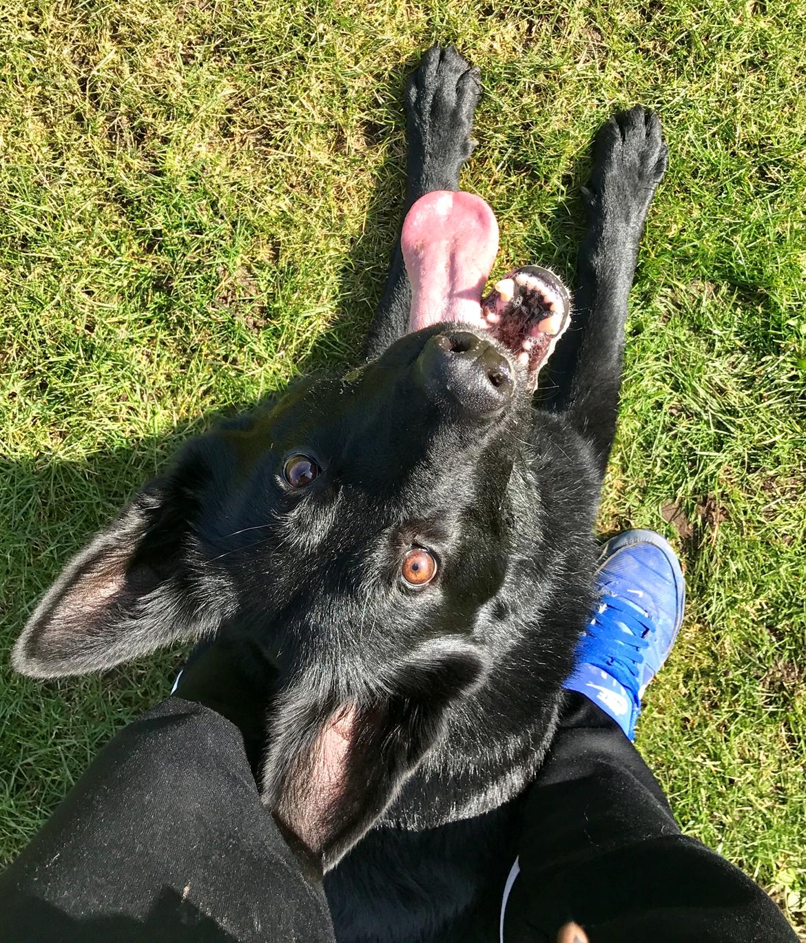 Schæferhund Nelly *AKA* Terroristen. billede 40