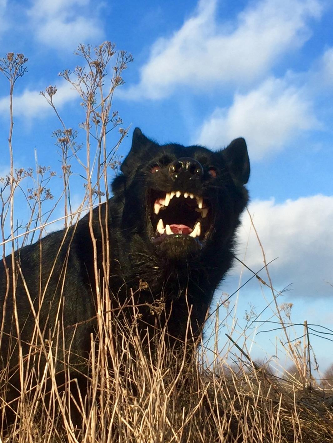 Schæferhund Nelly *AKA* Terroristen. billede 44