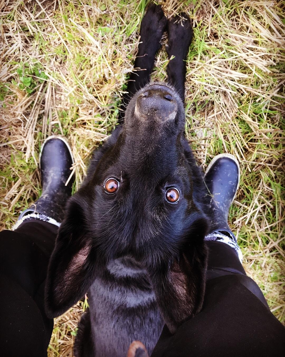 Schæferhund Nelly *AKA* Terroristen. billede 49