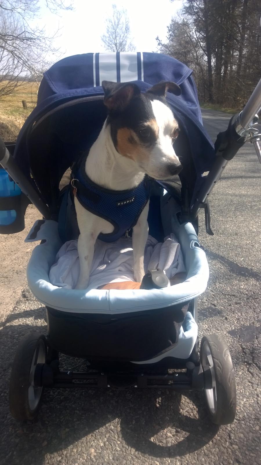 Dansk svensk gaardhund Milo Min Soulmate billede 5