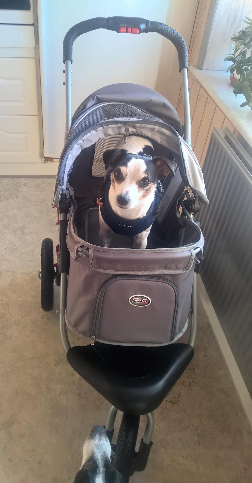 Dansk svensk gaardhund Milo Min Soulmate billede 6