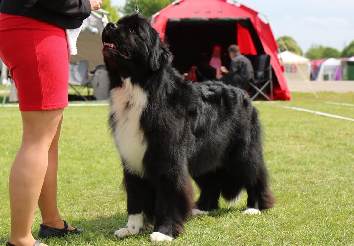 Newfoundlænder Newetta's NobodyPutsBabyInTheCorner billede 14