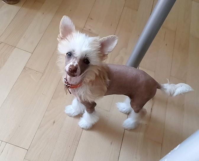 Chinese crested hårløs Zico Stella (Hottie Tot's Foxie Flash) billede 30