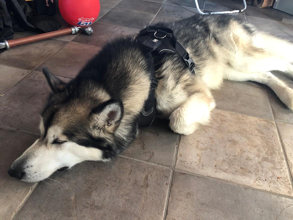 Alaskan malamute Cheff billede 2