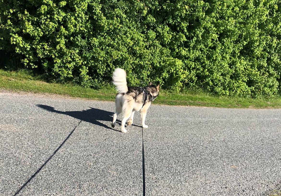 Alaskan malamute Cheff billede 4