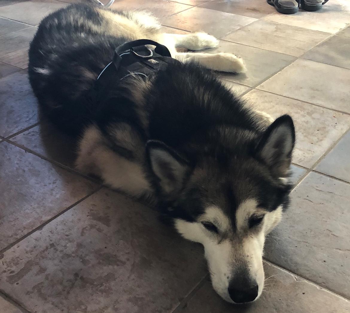 Alaskan malamute Cheff billede 1