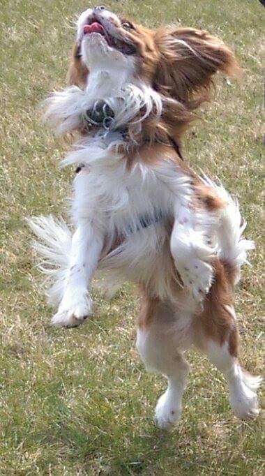 Cavalier king charles spaniel Luca (Timon's Fabulous Wolverine) - 2016 billede 13