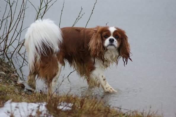 Cavalier king charles spaniel Luca (Timon's Fabulous Wolverine) - 2018 billede 14
