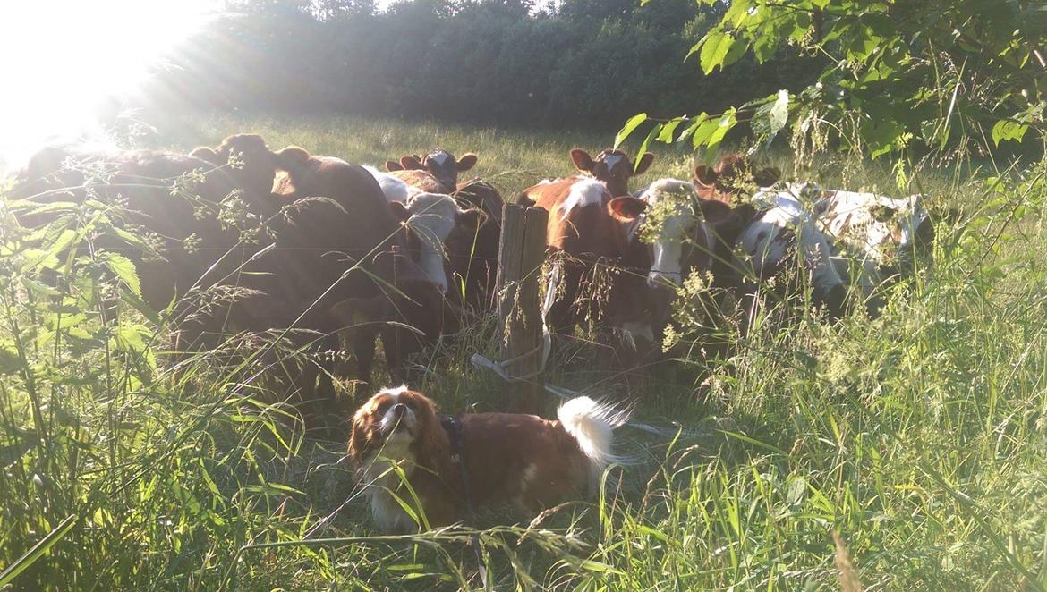 Cavalier king charles spaniel Luca (Timon's Fabulous Wolverine) - 2016 billede 15