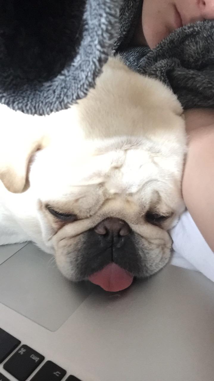 Mops Muggi billede 11