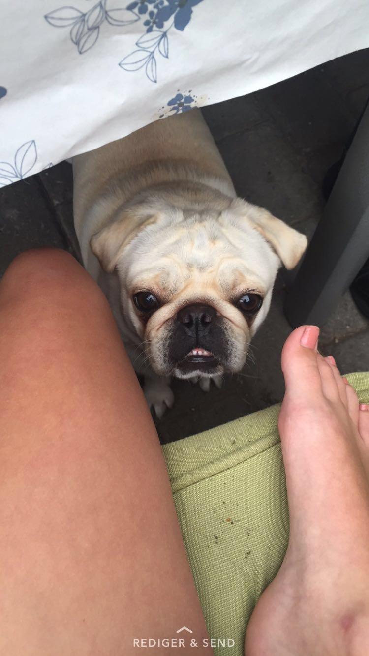 Mops Muggi billede 1