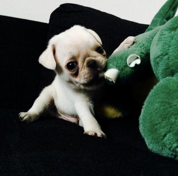 Mops Muggi billede 4