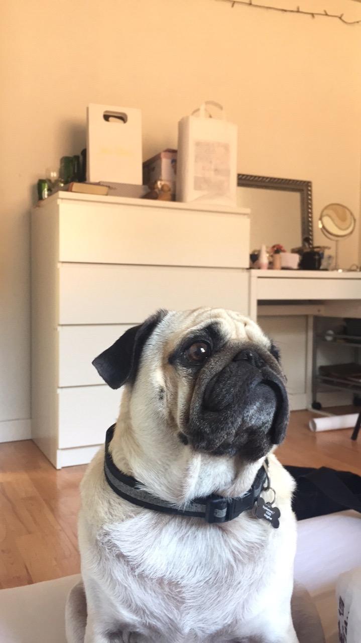 Mops King billede 10