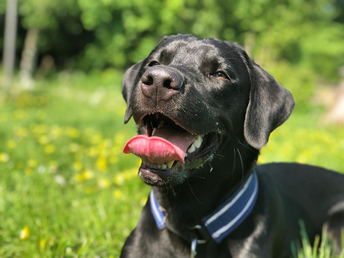Labrador retriever Freddy billede 25