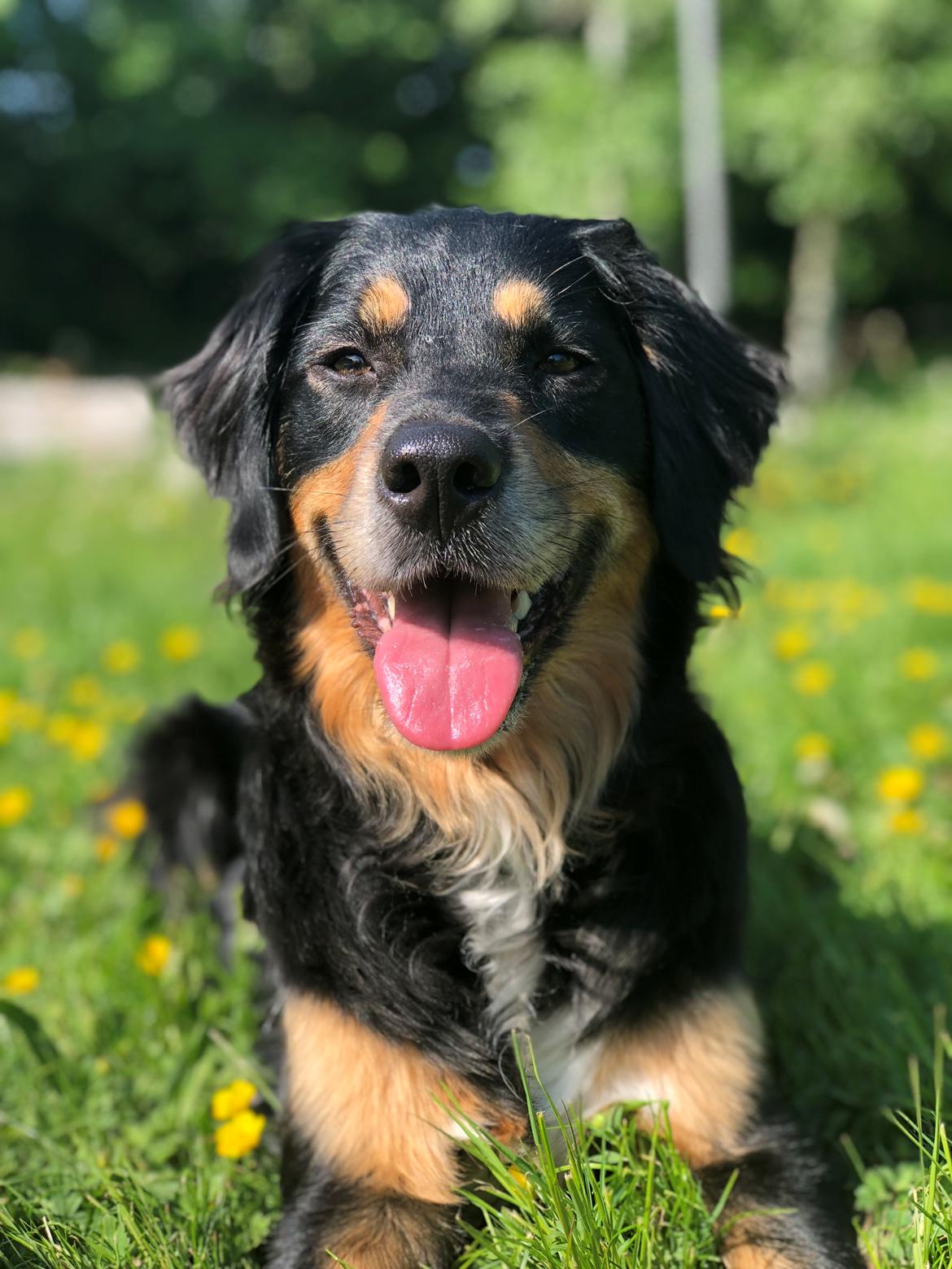 Blanding af racer Simba billede 9