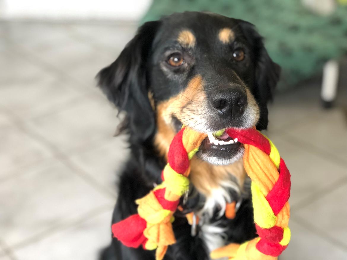 Blanding af racer Simba billede 10