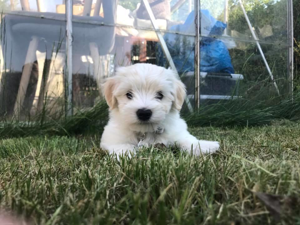 Bichon havanais Marlin billede 2