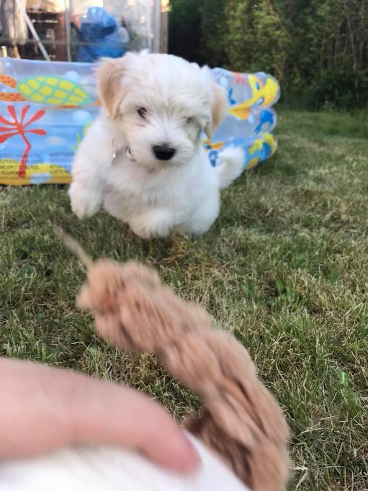 Bichon havanais Marlin billede 4