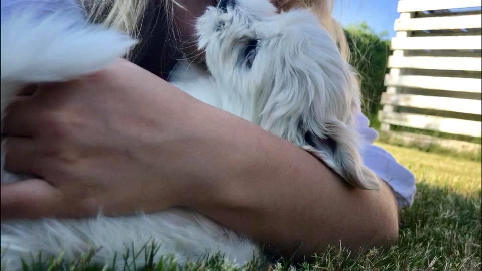 Bichon havanais Marlin billede 3