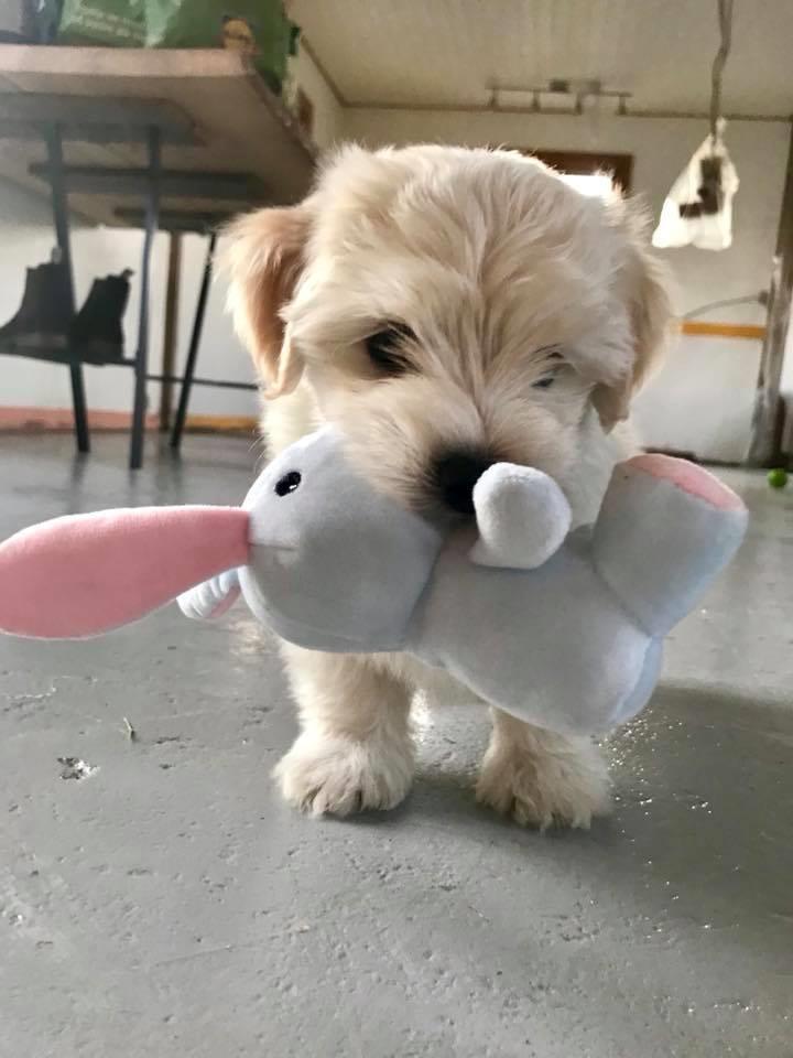 Bichon havanais Marlin billede 5