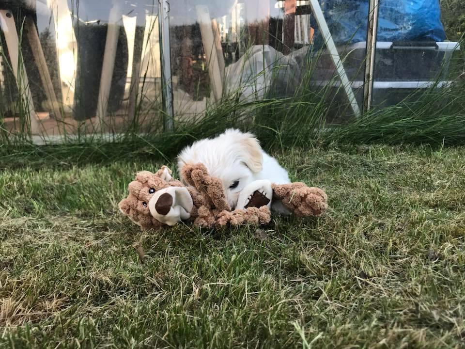 Bichon havanais Marlin billede 7