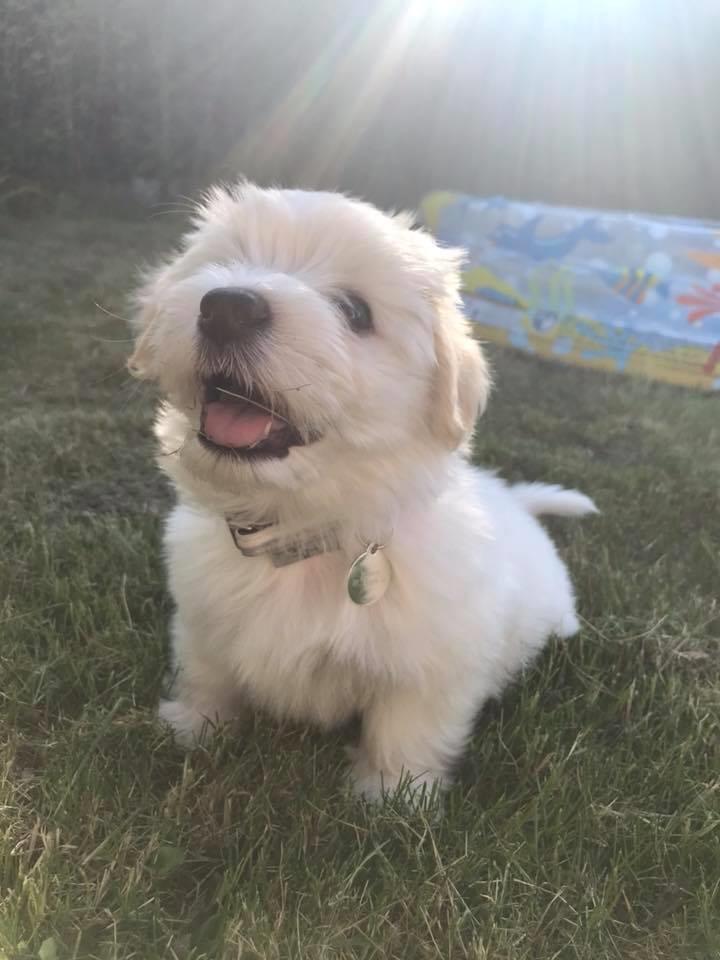 Bichon havanais Marlin billede 8