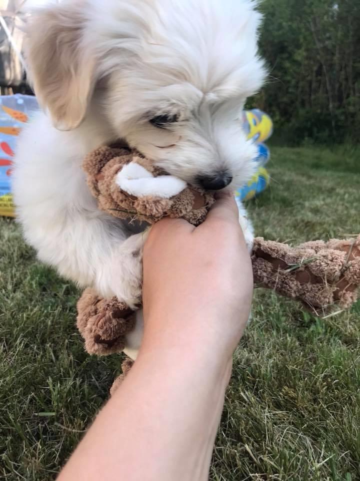 Bichon havanais Marlin billede 6