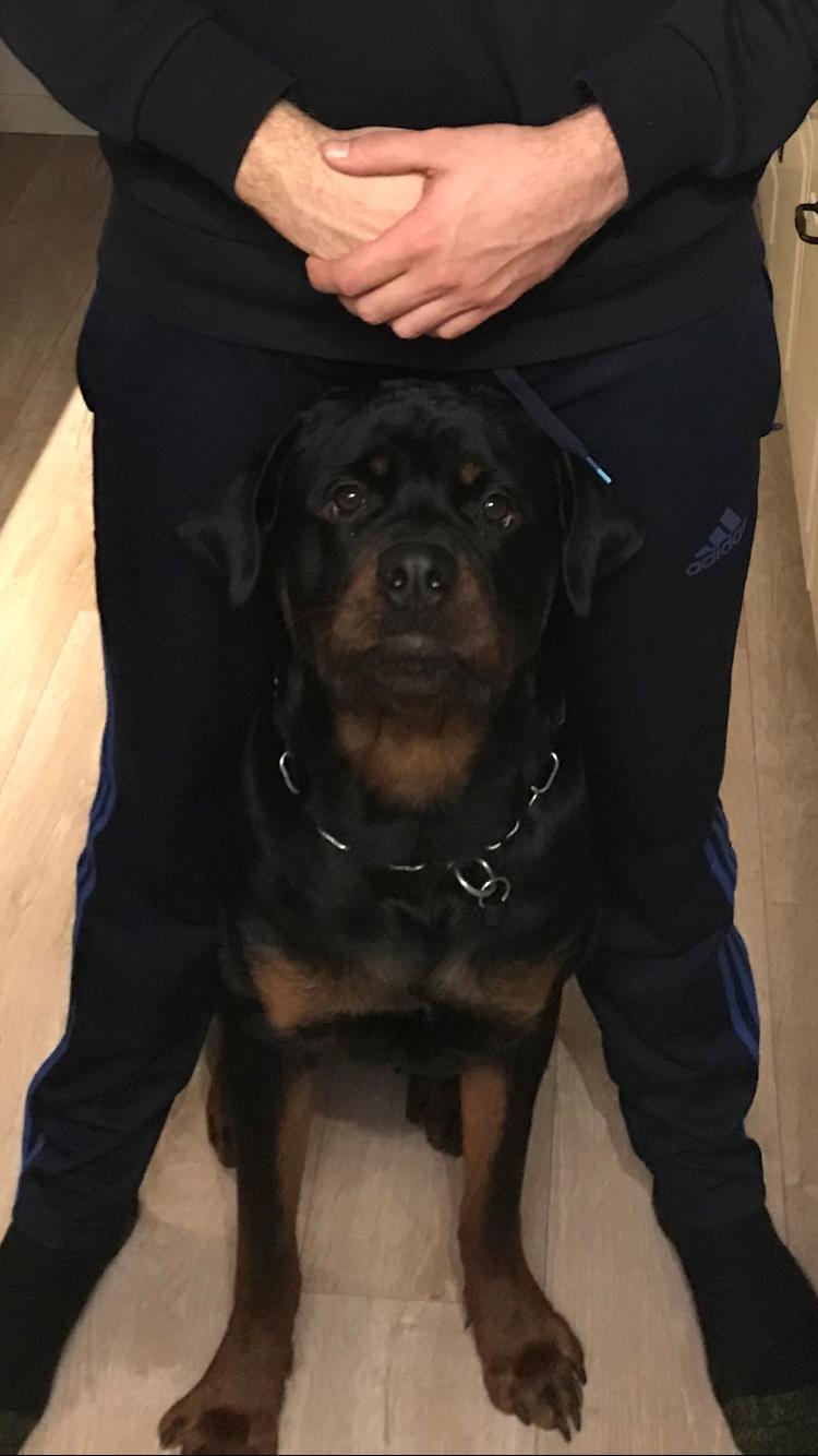 Rottweiler Bosco billede 42