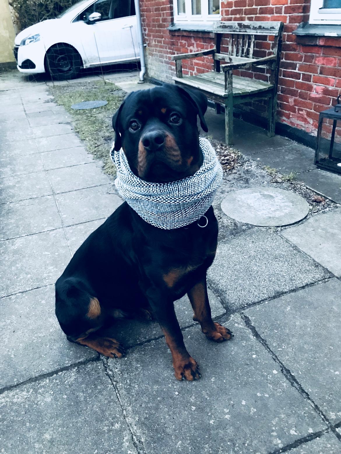 Rottweiler Bosco billede 44