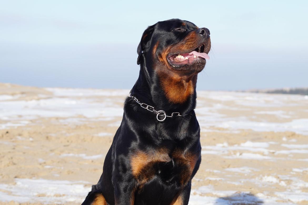 Rottweiler Bosco billede 43