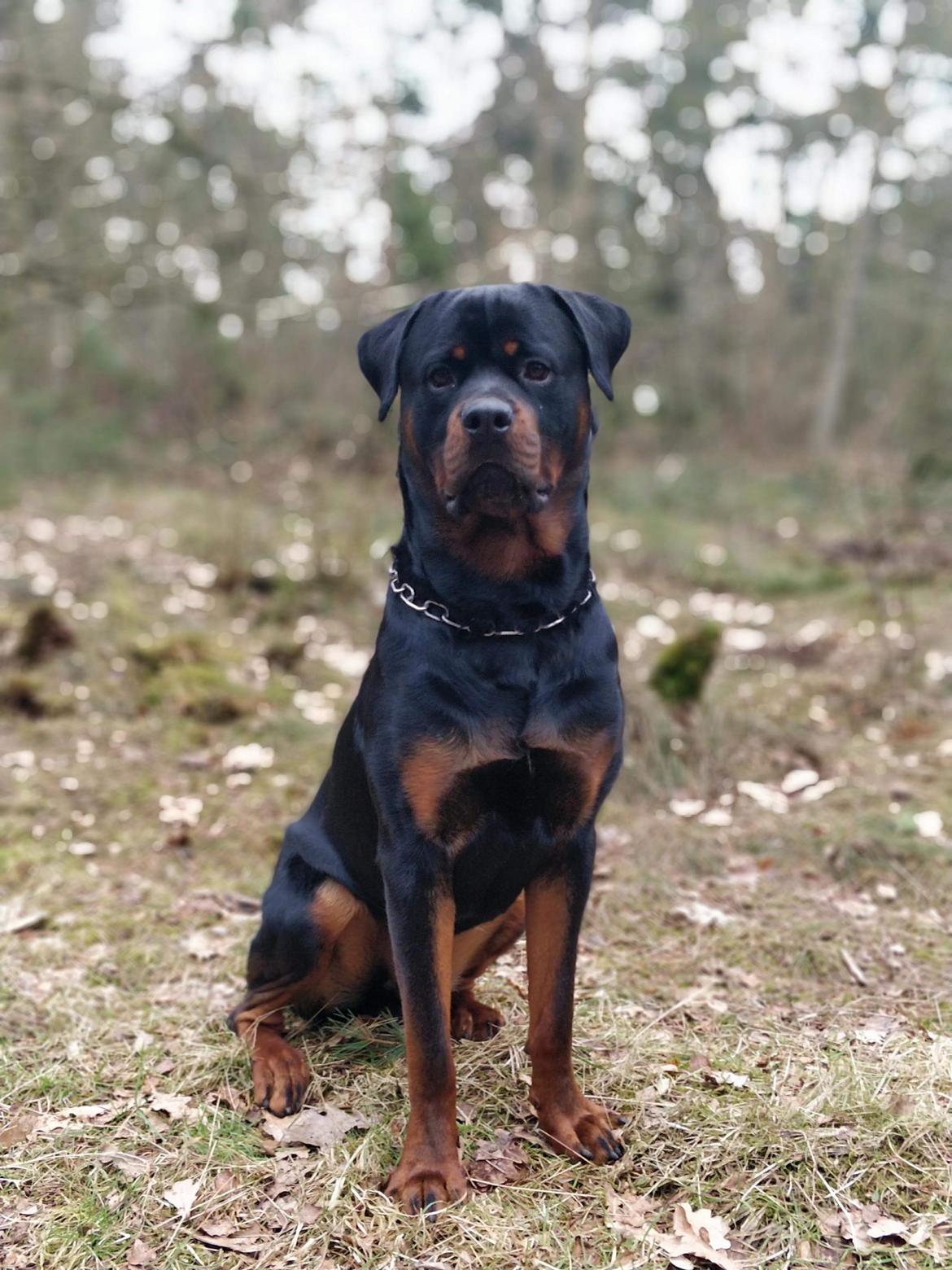 Rottweiler Bosco billede 47